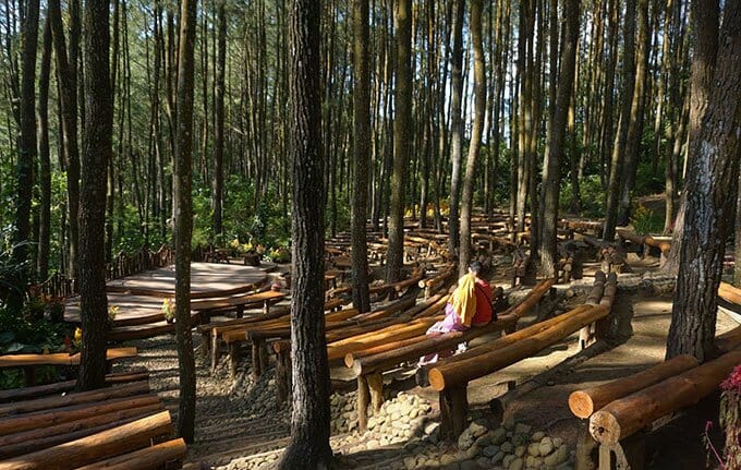 hutan pinus jogja