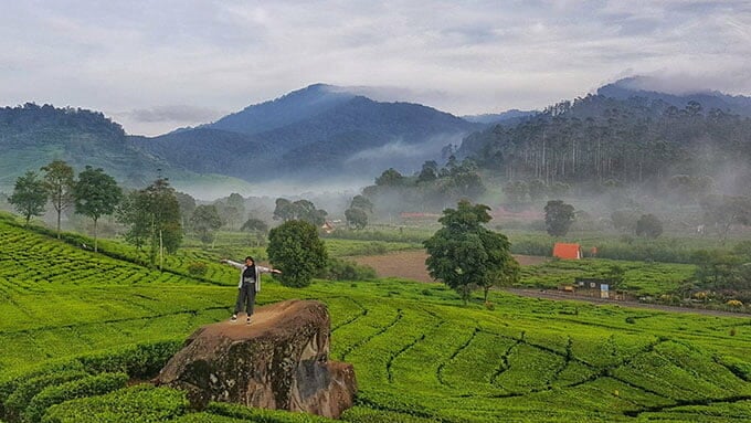 perkebunan teh rancabali