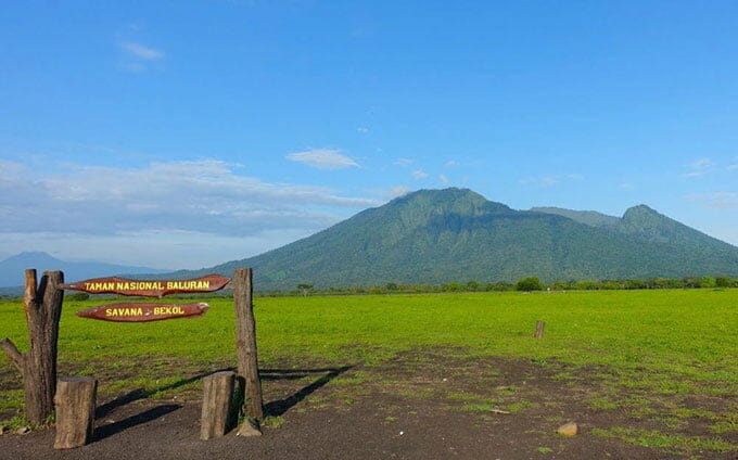 savana bekol banyuwangi