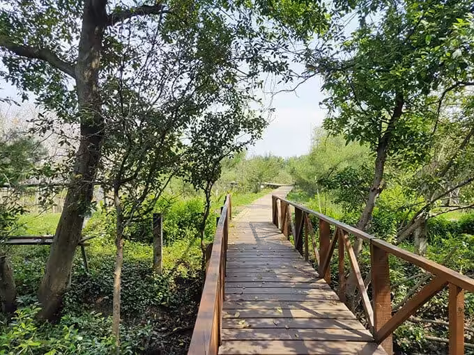 Wisata Mangrove Gunung Anyar