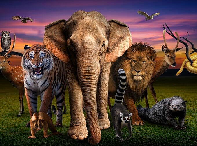 Bali Zoo
