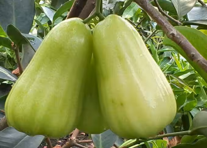 Jambu Taiwan Oleh-oleh Khas Medan 