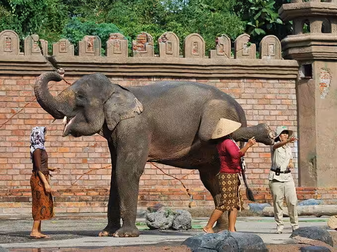 Animal Education Show Bali Safari