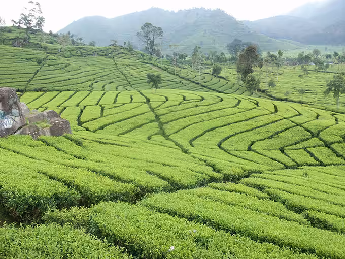 Kebun Teh Kemuning