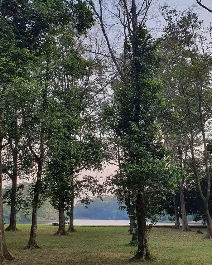 Hutan Kota Depok