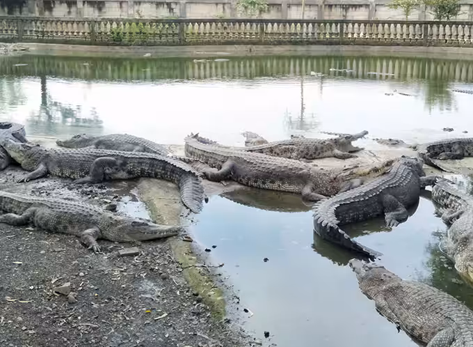 Taman Buaya Indonesia Jaya