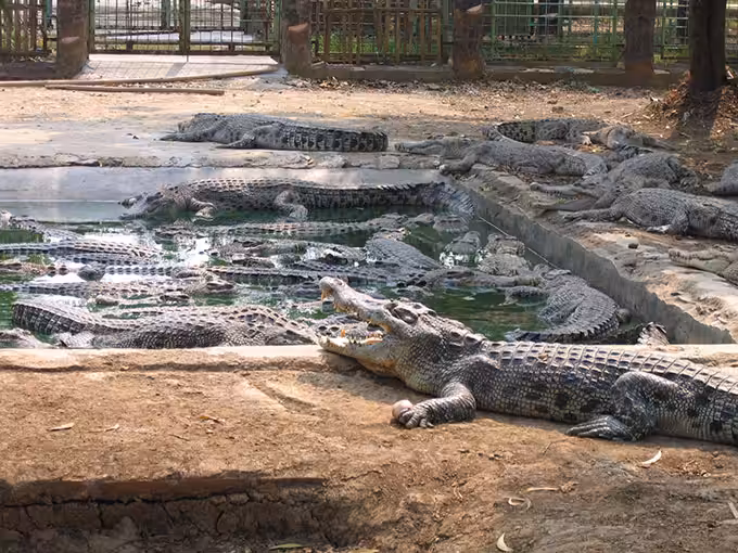 Taman Buaya Tanjung Pasir