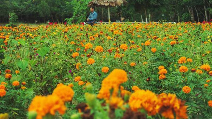 wisata desa okura di pekanbaru