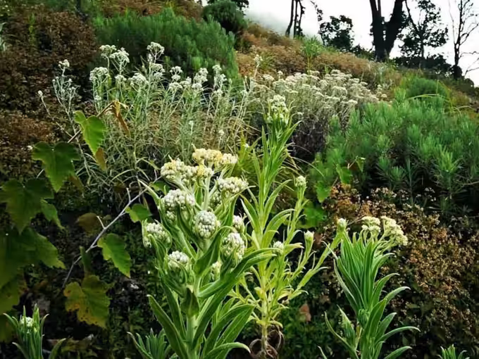 Habitat Edelweis Gunung Ciremai