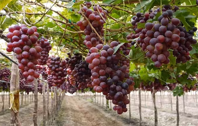 Kampung Anggur Bantul