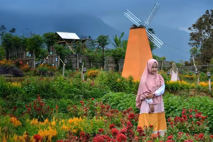 foto wisata taman bunga celosia kuningan