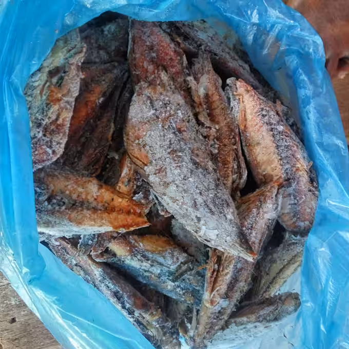 ikan kayu aceh