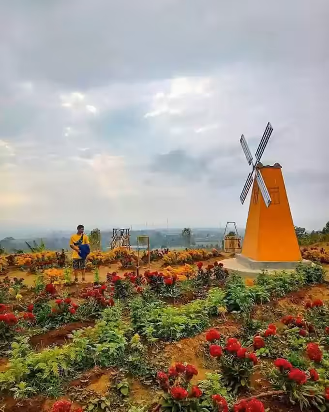 wisata taman bunga celosia kuningan