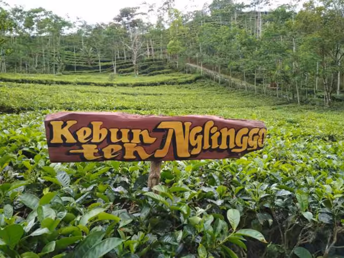 lokasi kebun teh nglinggo