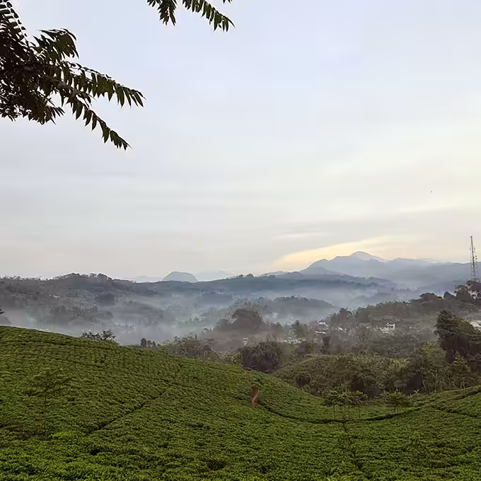 Kebun Teh Taraju