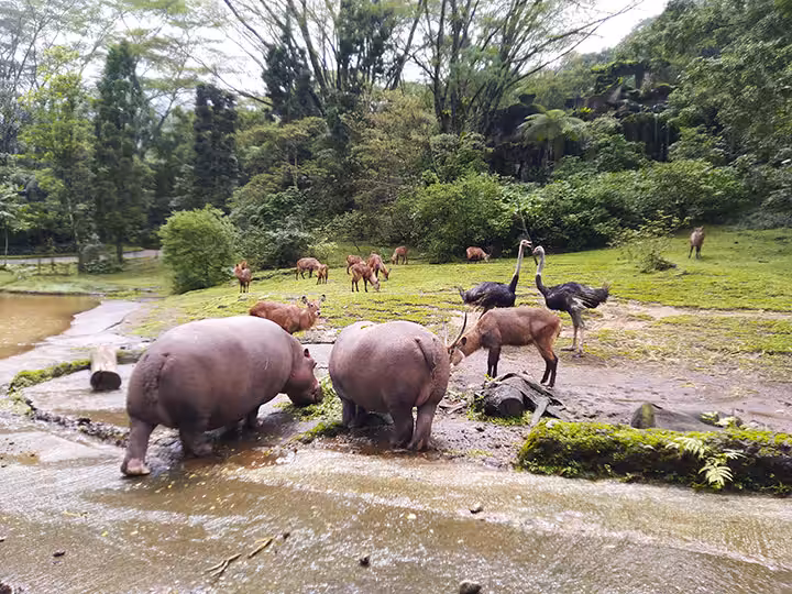 Taman Safari Indonesia Bogor