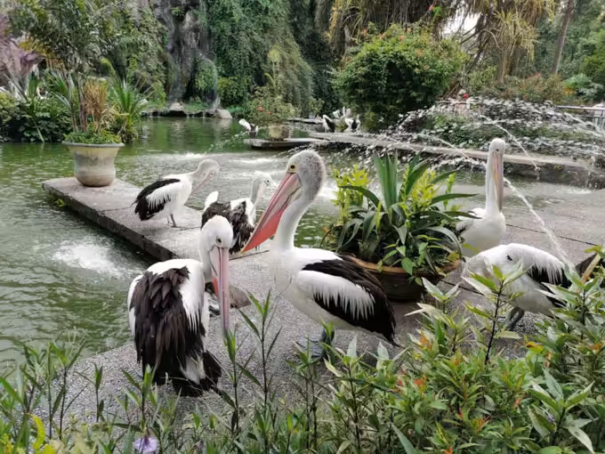 Wisata Taman Margasatwa Ragunan