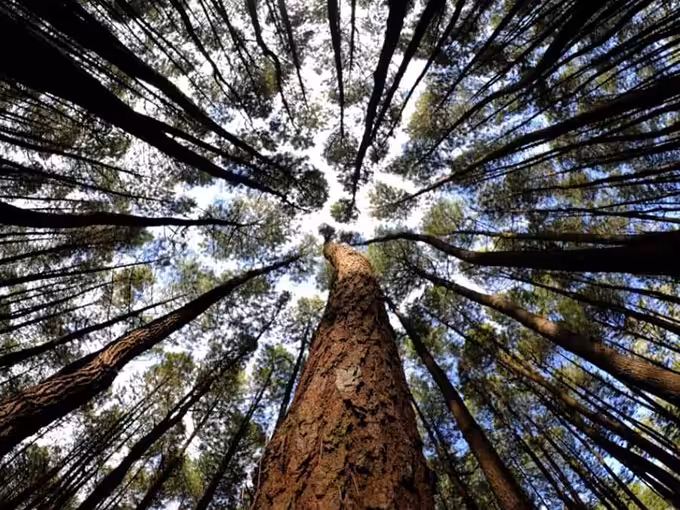Lokasi Hutan Pinus Kragilan