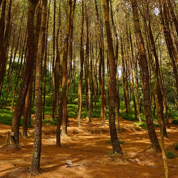 Top Selfie Pinusan Kragilan