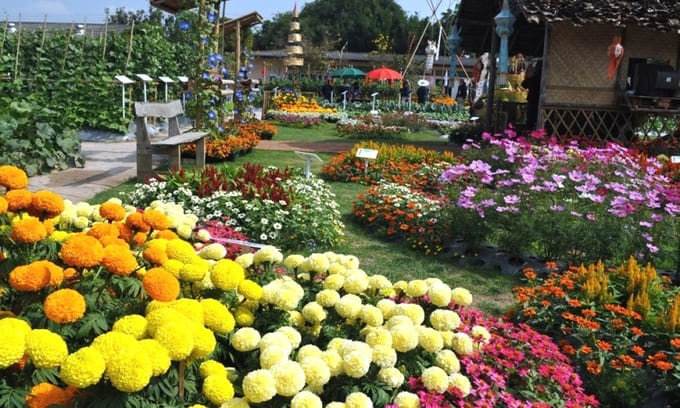 Kebun Begonia