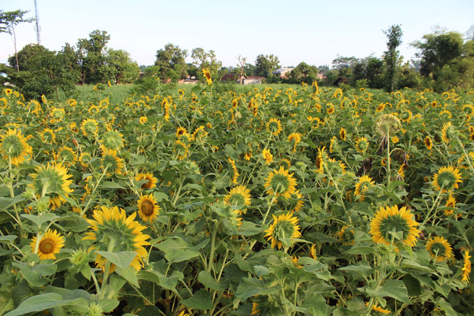 Kebun Bunga Matahari Kediri