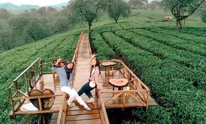 Kebun Teh Wonosari Malang spot foto