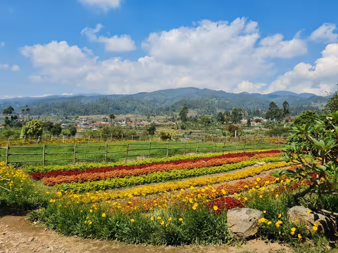 Taman Kelinci Ciwidey