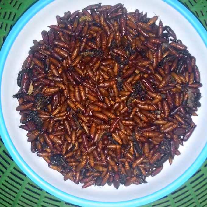 Ungkrung Goreng