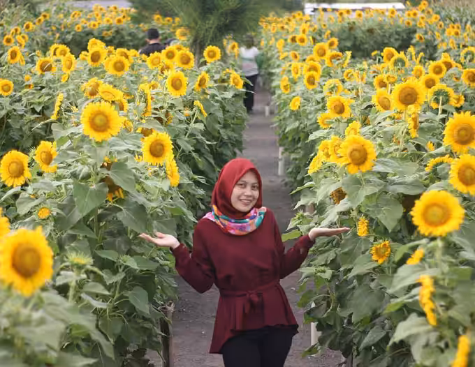 taman bunga matahari bantul