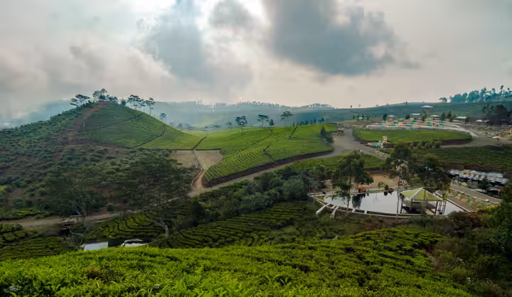 Kebun Teh Kaligua Brebes