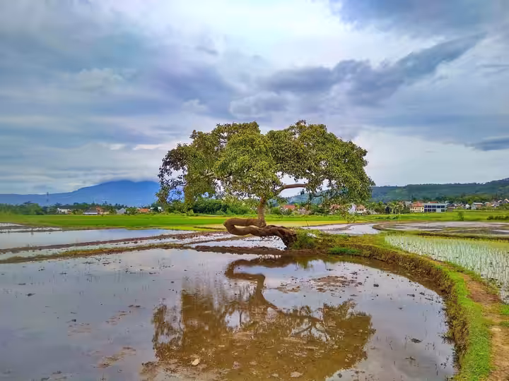 Pohon Pengantin Salatiga