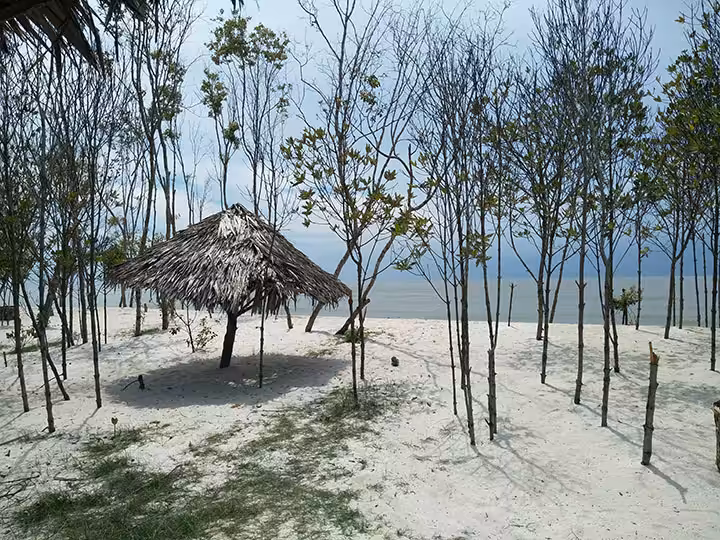 Wisata Pantai Mangrove Medan