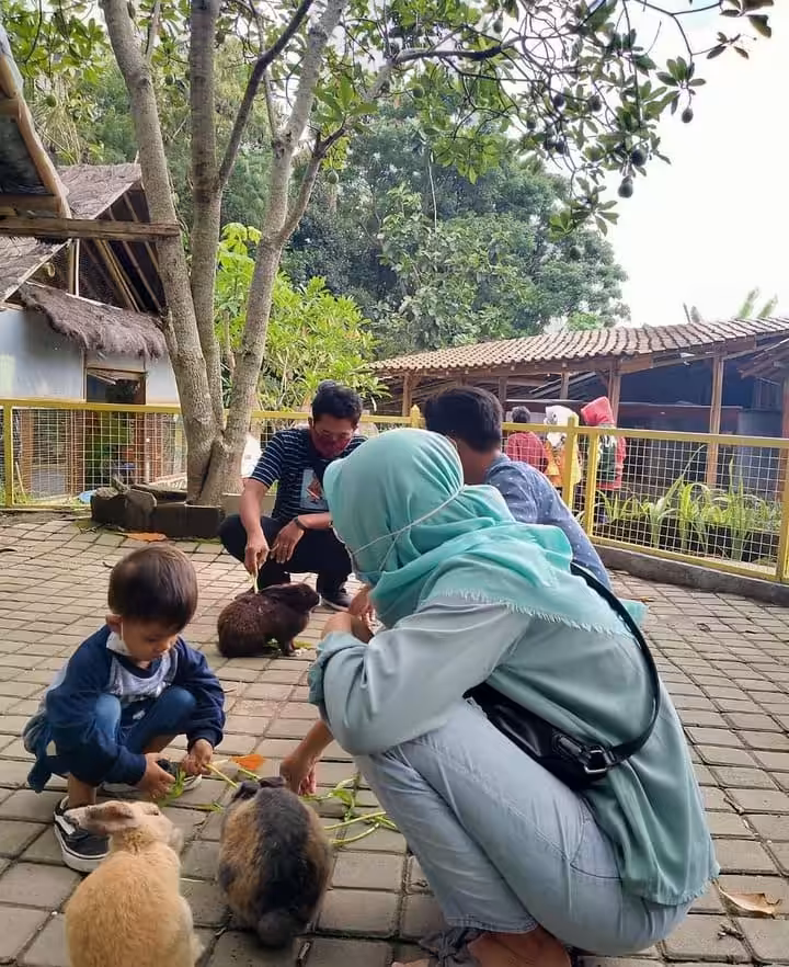 Agrowisata Bhumi Merapi kelinci