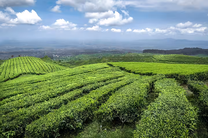 Kebun Teh Kertowono Gucialit