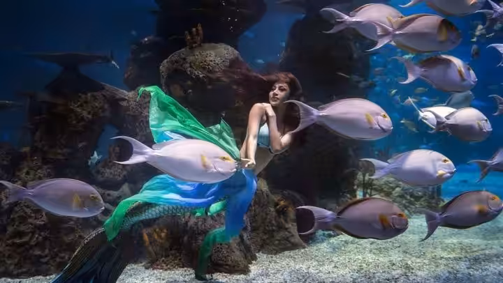 Lokasi Jakarta Aquarium