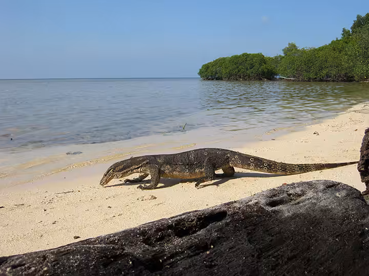 Pulau Biawak