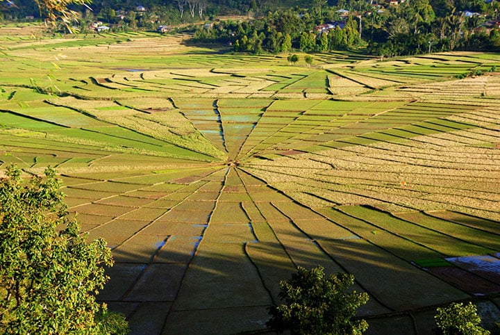 Sawah Lingko