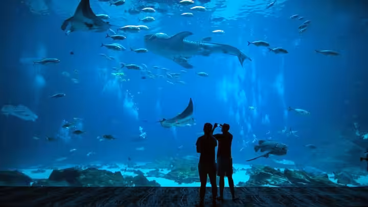 Syarat Masuk Jakarta Aquarium