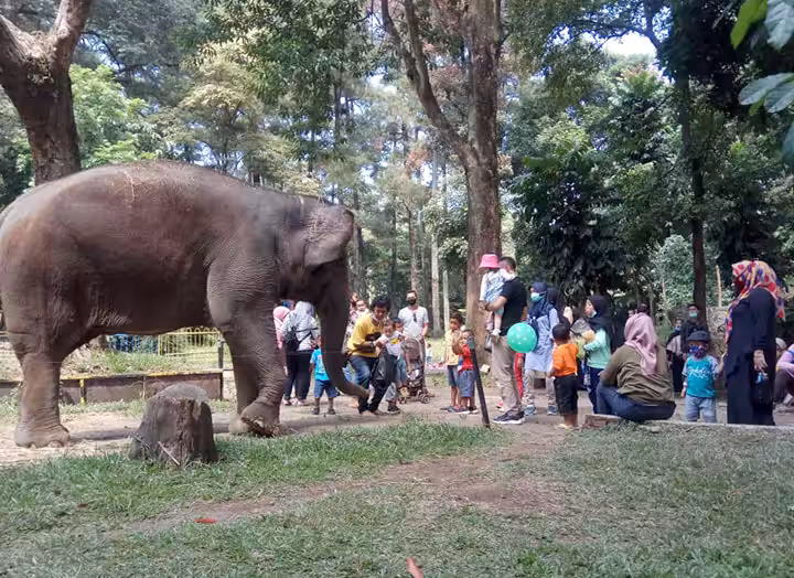 Tiket Masuk Bandung Zoological Garden