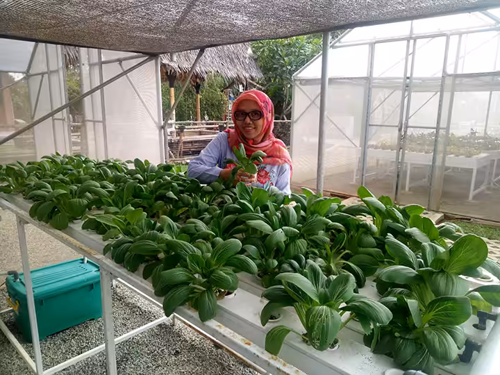 Bercocok tanam di Urban Farming Center
