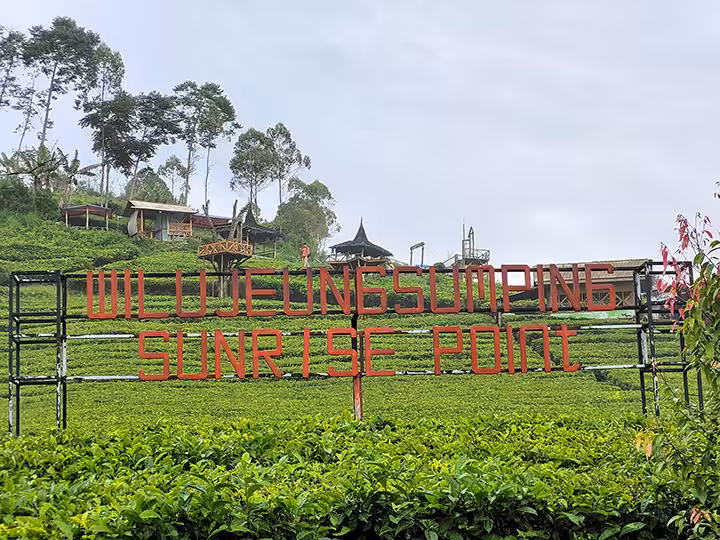kebun teh Sunrise Point Cukul
