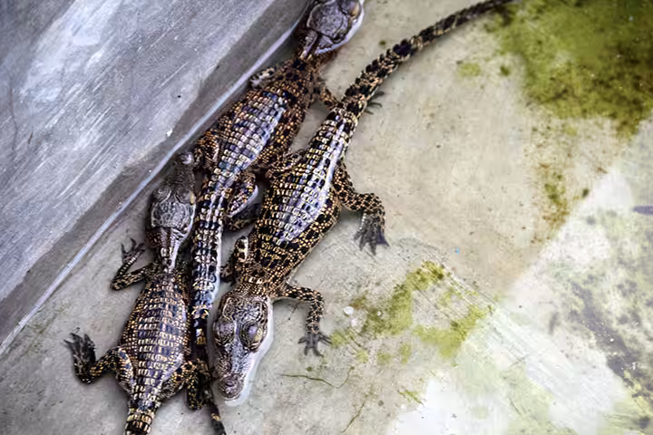 bayi Taman Buaya Indonesia Jaya