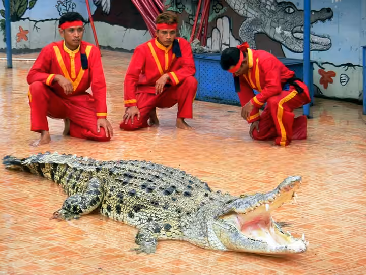 debus Taman Buaya Indonesia Jaya