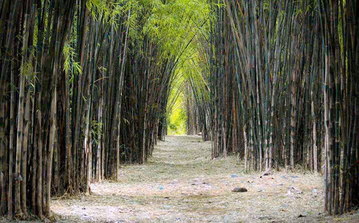 hutan bambu surabaya