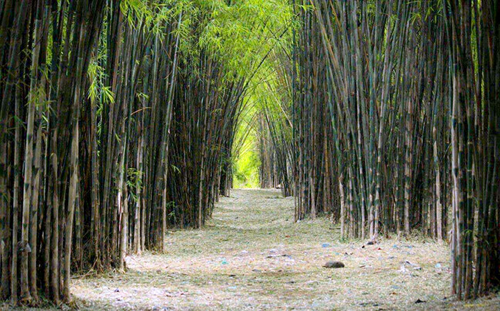 hutan bambu surabaya