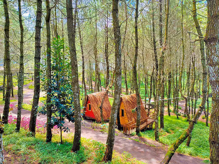 hutan pinus Kamojang Ecopark