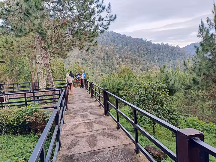hutan pinus Patuha Resort