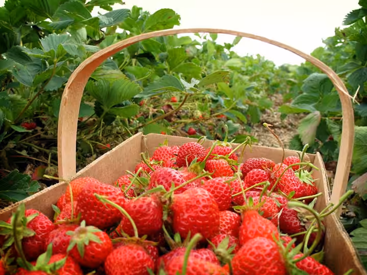 petik strowberi lawang park