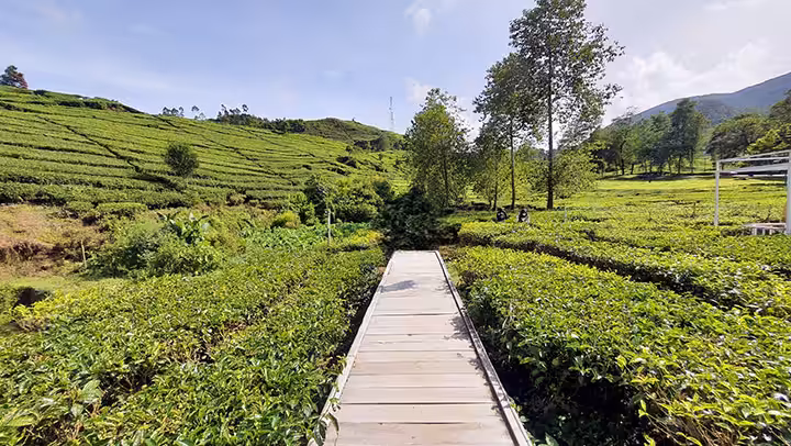 kebun teh Curug Tilu Rancabali