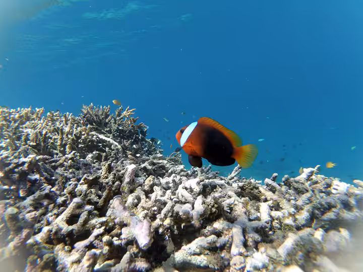 keindahan bawah laut gili kondo